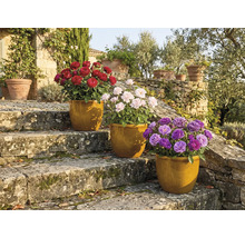 Trois rosiers en pot sur des marches en pierre dans le jardin.