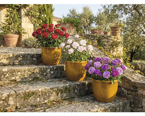 Trois rosiers en pot sur des marches en pierre dans le jardin.