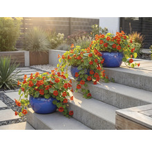 Trois pots de fleurs bleus avec capucines sur un escalier de jardin