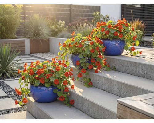 Trois pots de fleurs bleus avec capucines sur un escalier de jardin