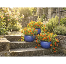 Trois pots de fleurs bleus avec de la capucine sur un escalier en pierre dans un jardin.