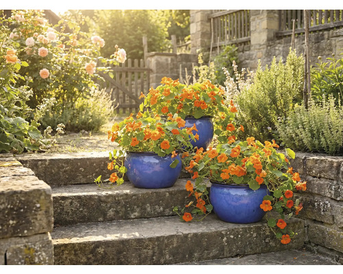 Trois pots de fleurs bleus avec de la capucine sur un escalier en pierre dans un jardin.
