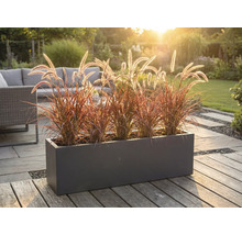 Jardinière décorative avec graminées ornementales sur une terrasse