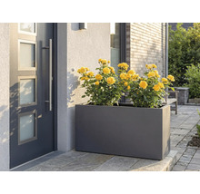 Blumenkasten mit gelben Rosen vor einer Haustür.