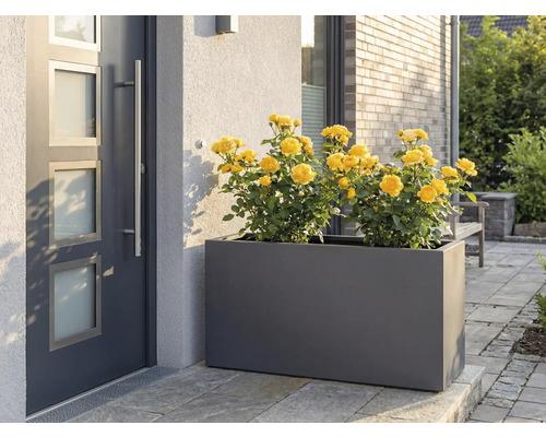 Blumenkasten mit gelben Rosen vor einer Haustür.