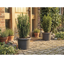 Garten mit Pflanzen in Pflanzgefäßen vor dem Haus