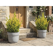 Dekorative Pflanzen in Blumentöpfen vor einer Haustür.