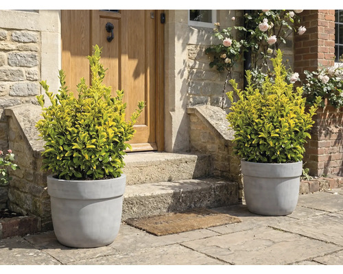 Dekorative Pflanzen in Blumentöpfen vor einer Haustür.