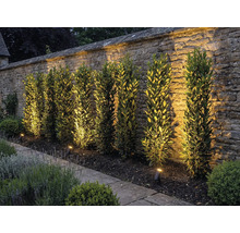 Garten mit Steinmauer, Pflanzen und Aussenbeleuchtung