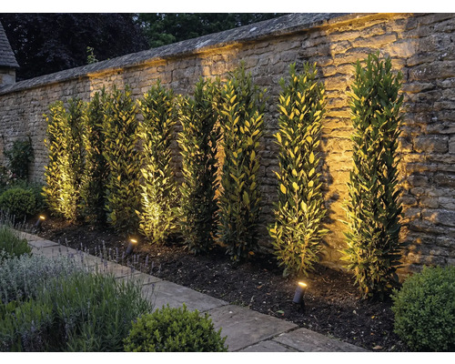 Garten mit Steinmauer, Pflanzen und Aussenbeleuchtung