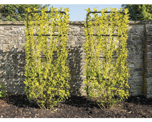 Zwei Buchsbäume mit Rankhilfen vor einer Steinmauer
