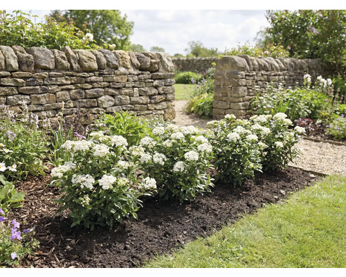 Aménagement de jardin avec mur en pierre et arbustes en fleurs