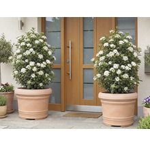 Zwei blühende Viburnum tinus Pflanzen in Terrakotta Blumentöpfen vor einer Haustür.