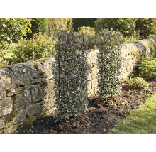 Deux plantes de haie à feuilles persistantes dans le jardin à côté d'un mur de pierre.