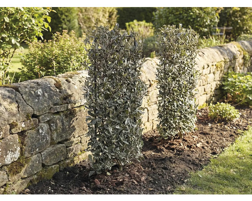 Deux plantes de haie à feuilles persistantes dans le jardin à côté d'un mur de pierre.