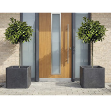 Arbres feuillus décoratifs dans des bacs à plantes carrés devant une porte d'entrée