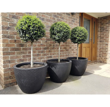 Trois boules de buis dans des pots noirs devant un mur de briques.