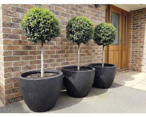 Trois boules de buis dans des pots noirs devant un mur de briques.