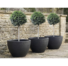 Trois buis taillés en boule dans des pots noirs