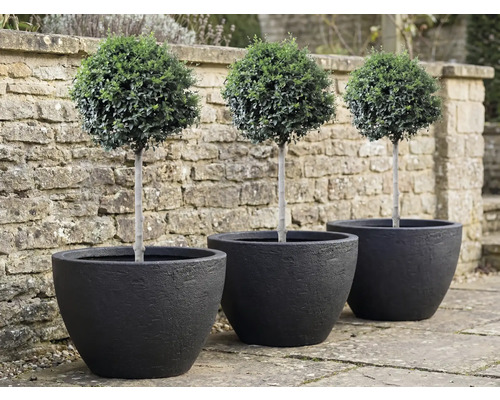 Trois buis taillés en boule dans des pots noirs