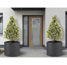 Eingangsbereich mit zwei kegelförmigen Pflanzen in runden Pflanzkübeln