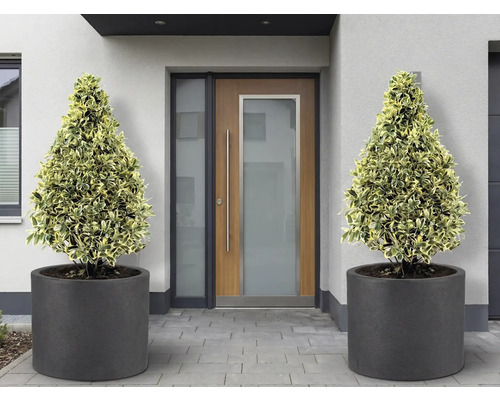 Eingangsbereich mit zwei kegelförmigen Pflanzen in runden Pflanzkübeln