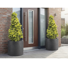 Deux arbres coniques en pot devant une porte d'entrée