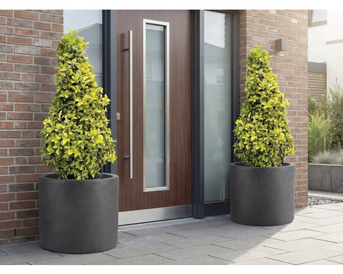 Deux arbres coniques en pot devant une porte d'entrée