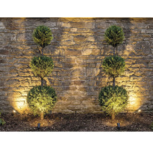 Dekorative Gartenbeleuchtung mit runden Zierbäumen vor Steinmauer