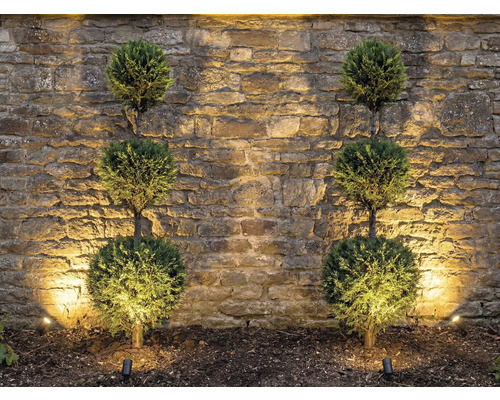 Dekorative Gartenbeleuchtung mit runden Zierbäumen vor Steinmauer