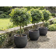 Trois érables globuleux dans des jardinières de jardin.