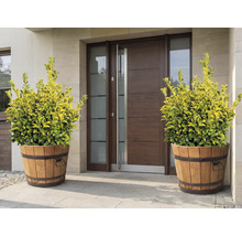 Dekorative Pflanzen in Holzbottichen vor einer Haustür