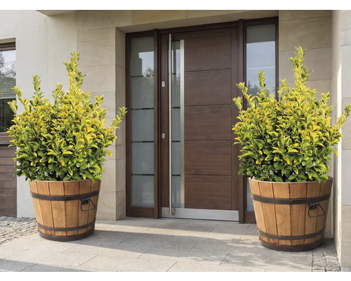 Dekorative Pflanzen in Holzbottichen vor einer Haustür