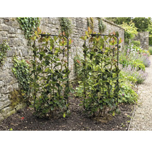 Zwei Glanzmispeln auf Rankgittern im Garten