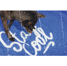 Hond trinkt Wasser aus einem Pool