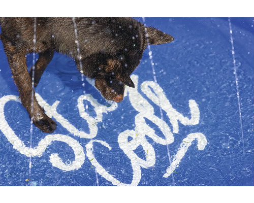 Hond trinkt Wasser aus einem Pool