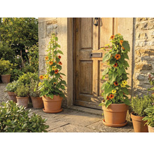 Fleurs en pots devant une porte d'entrée