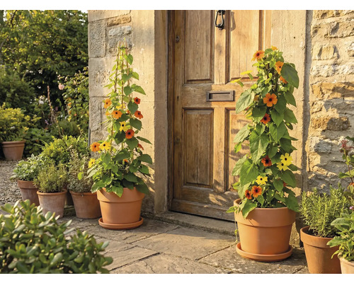 Fleurs en pots devant une porte d'entrée
