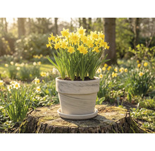 Narcisses en pot sur une souche d'arbre dans le jardin.