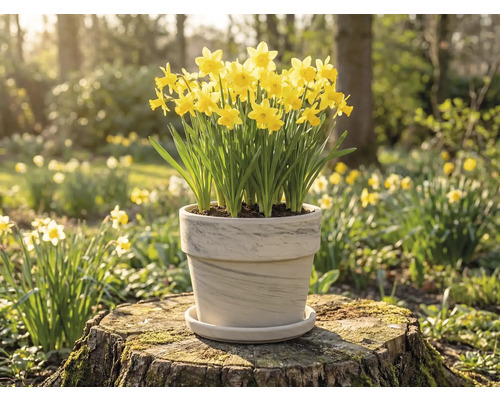Narcisses en pot sur une souche d'arbre dans le jardin.