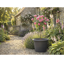 Dekorative Gartenszene mit Rosenbaum im Pflanzgefäß, umgeben von Blumen und Pflanzen