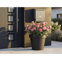 Dekorative Rosen im Pflanztopf neben Haustür und Briefkasten