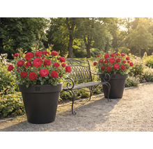 Gartenlandschaft mit Rosen in Pflanzgefäßen und einer Metallbank