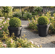 Zwei Pflanzkübel mit Buchsbaumkugeln in einem Garten