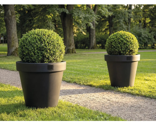 Zwei runde Buchsbäume in Pflanzgefäßen auf Rasen
