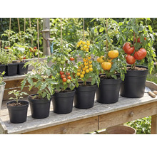 Plants de tomates à différents stades de croissance dans des pots noirs sur une table en bois