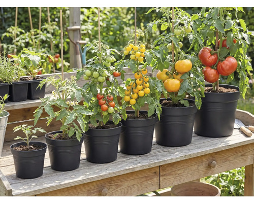 Plants de tomates à différents stades de croissance dans des pots noirs sur une table en bois