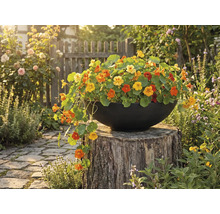 Pot rempli de capucines sur une souche d'arbre dans le jardin