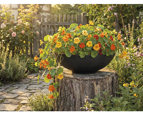 Pot rempli de capucines sur une souche d'arbre dans le jardin
