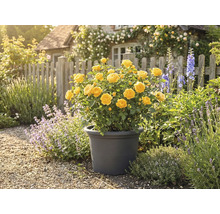 Rose jaune en pot dans le jardin